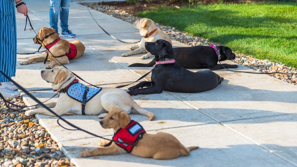 An image of 6 assistance dogs sat together on the street.