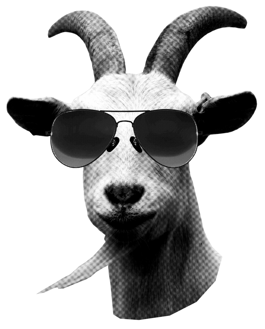 Goat wearing sunglasses
